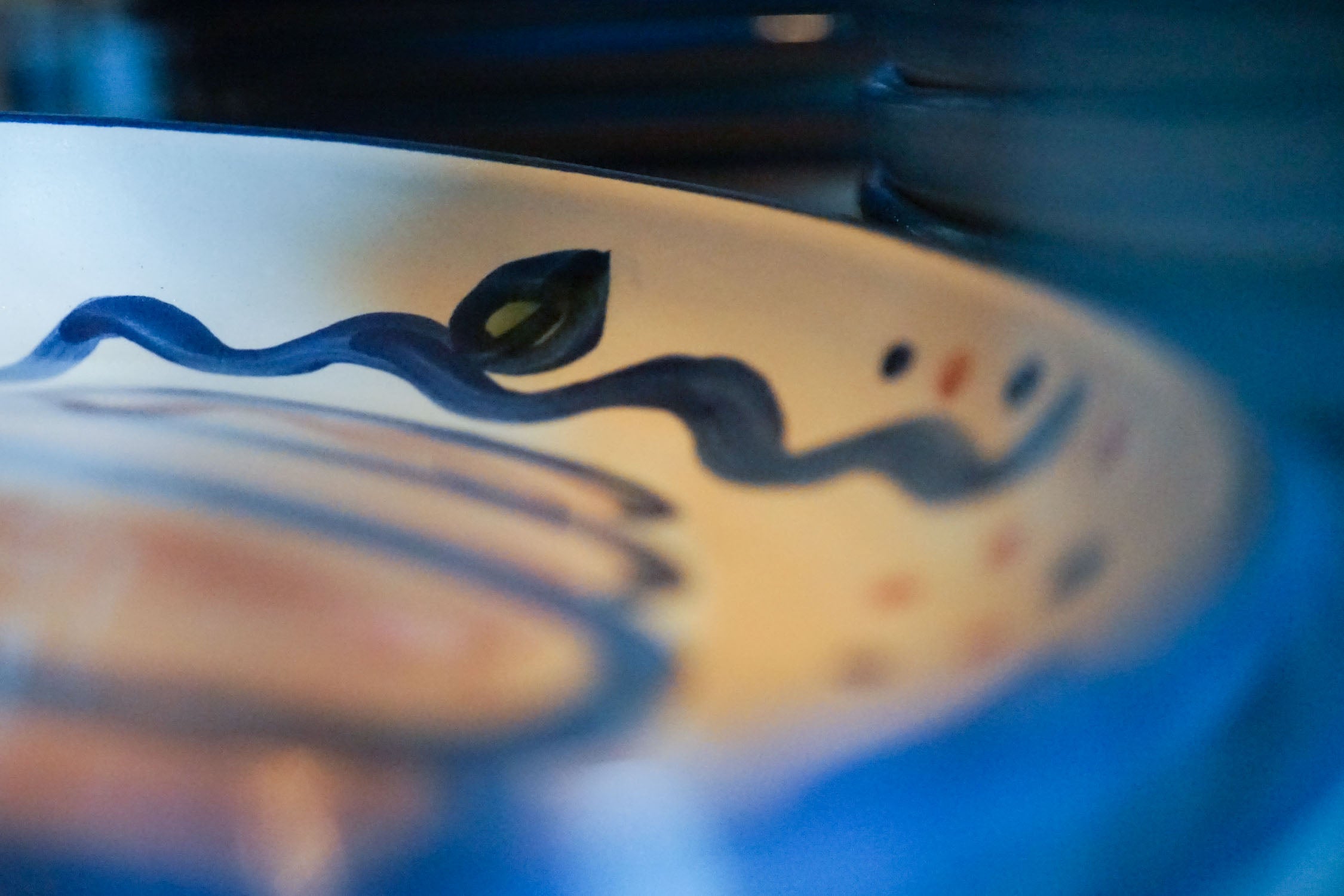 Pasta Plate - Pumpkin