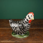 Black Feather Laying Chicken